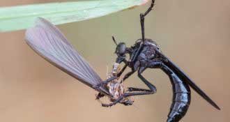 Insects Killers In Lahore