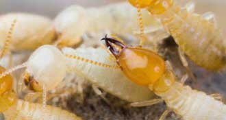 Termite Control In Lahore